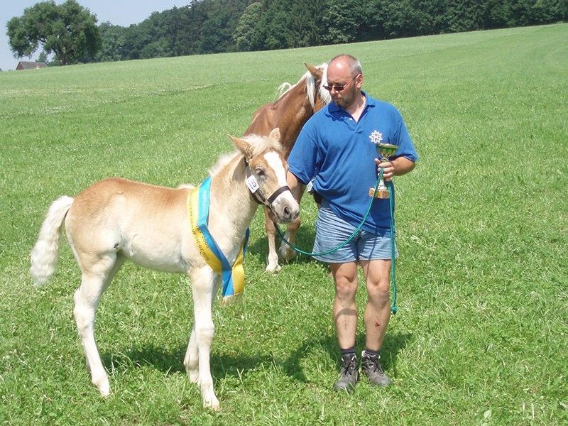 Baswald mit Haflinger