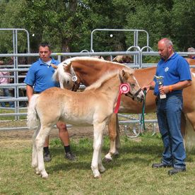 Mann mit Pferd