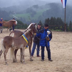 Pferd mit Männern