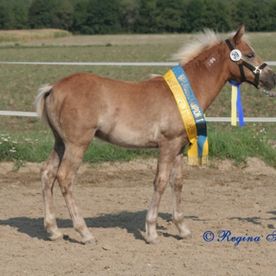 Haflinger