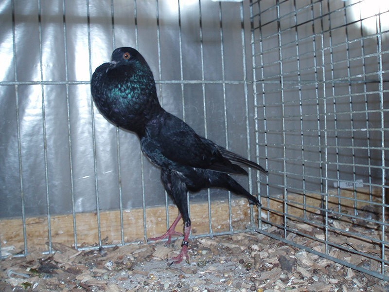Schwarze Taube