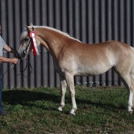 Mann mit Haflinger