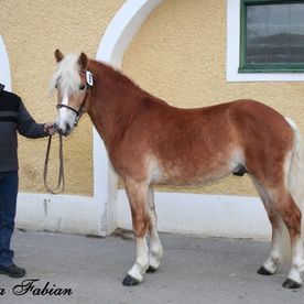 Haflinger-Pferd